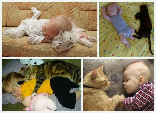 Коты и люди. Спим